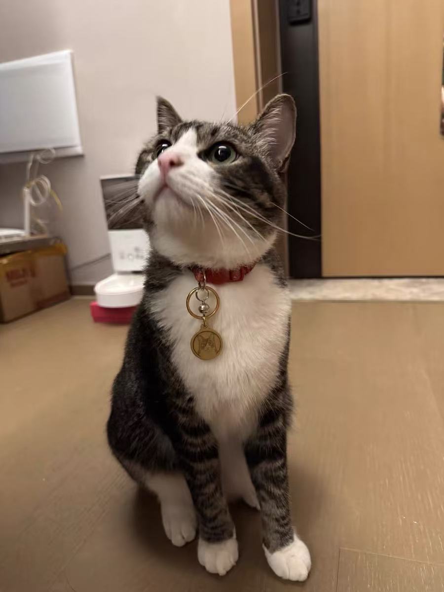 Custom Pet Memorial Necklace