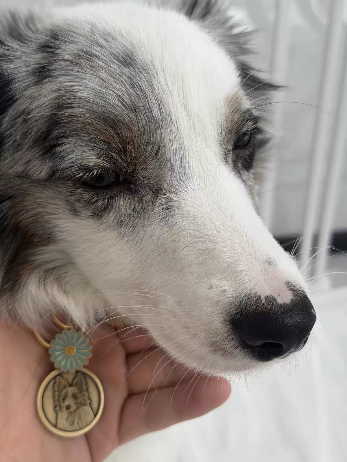 White and gray dog displayed with a personalized round pet portrait pendant